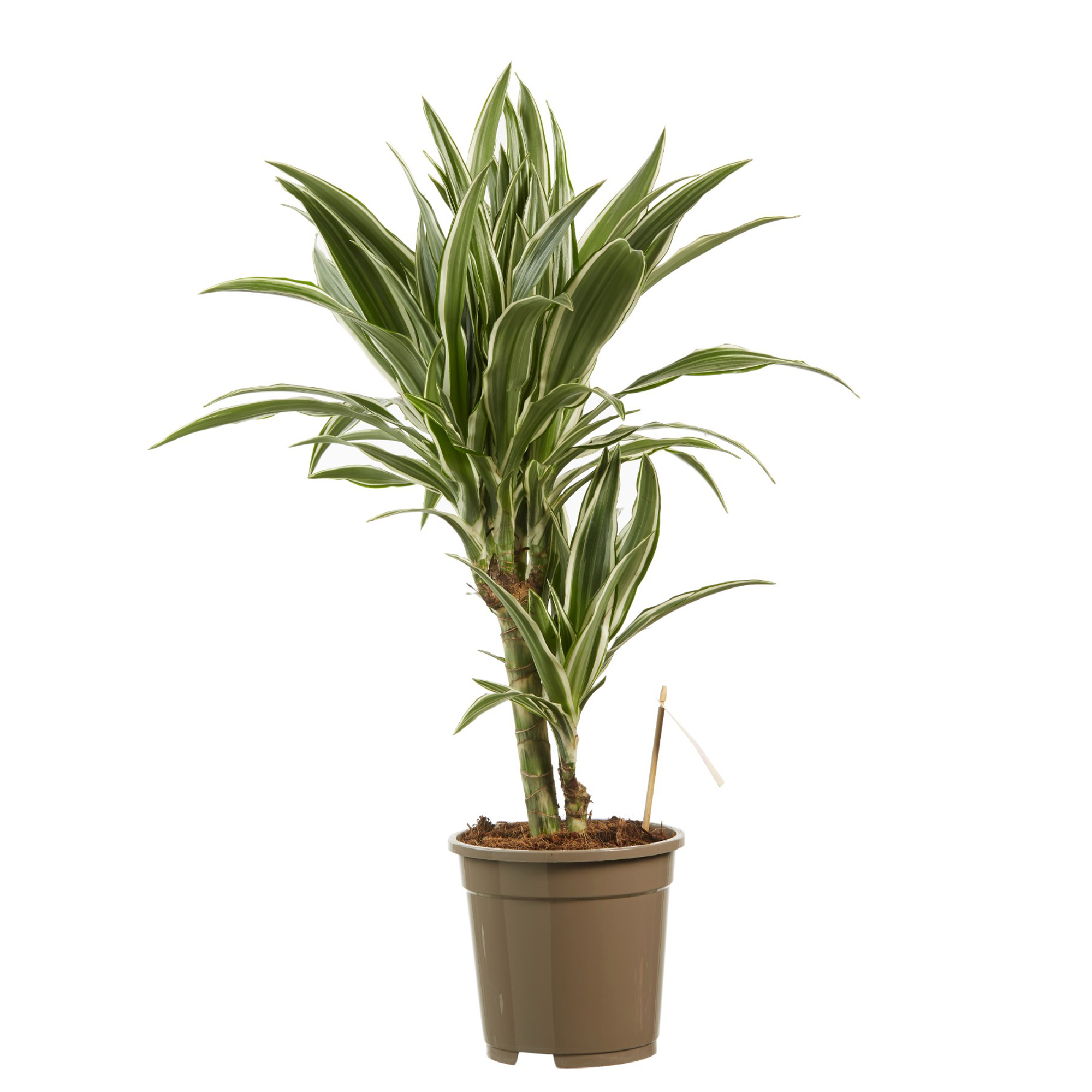 Dagaanbieding - Dracaena deremensis White Stripe Drakenboom dagelijkse koopjes